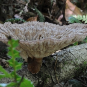 Cymatoderma elegans at Box Cutting Rainforest Walk - 18 Feb 2019