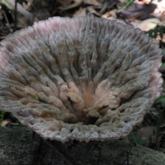 Cymatoderma elegans at Box Cutting Rainforest Walk - 18 Feb 2019