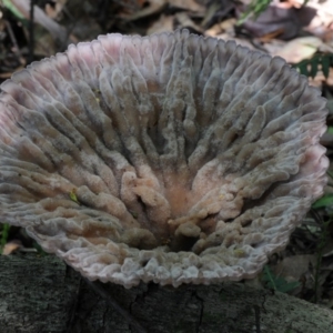 Cymatoderma elegans at Box Cutting Rainforest Walk - 18 Feb 2019 12:00 AM