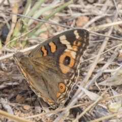 Junonia villida (Meadow Argus) at Flynn, ACT - 12 Mar 2019 by AlisonMilton