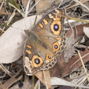 Junonia villida at Melba, ACT - 12 Mar 2019