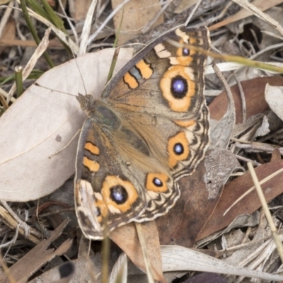 Junonia villida (Meadow Argus) at Melba, ACT - 11 Mar 2019 by AlisonMilton