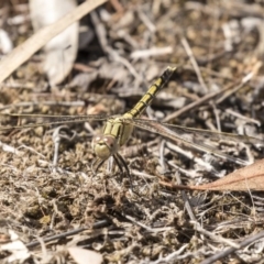 Orthetrum caledonicum (Blue Skimmer) at Mount Rogers - 12 Mar 2019 by AlisonMilton