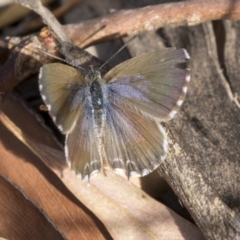 Theclinesthes serpentata (Saltbush Blue) at Flynn, ACT - 11 Mar 2019 by AlisonMilton