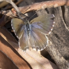 Theclinesthes serpentata (Saltbush Blue) at Flynn, ACT - 12 Mar 2019 by AlisonMilton