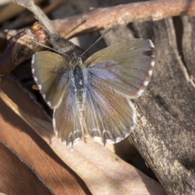 Theclinesthes serpentata (Saltbush Blue) at Flynn, ACT - 12 Mar 2019 by AlisonMilton