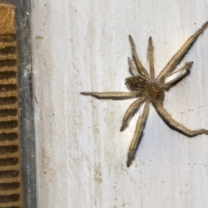 Sparassidae (family) at Higgins, ACT - 6 Mar 2019