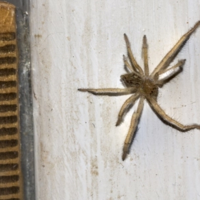 Sparassidae (family) (A Huntsman Spider) at Higgins, ACT - 6 Mar 2019 by AlisonMilton