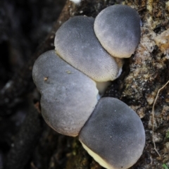 Lycoperdon subincarnatum (Ruddy Puffball) at Kianga, NSW - 17 Feb 2019 by Teresa