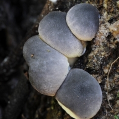 Lycoperdon subincarnatum (Ruddy Puffball) at Bodalla State Forest - 17 Feb 2019 by Teresa
