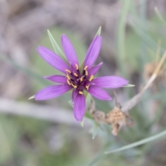 Tragopogon porrifolius subsp. porrifolius (Salsify, Oyster Plant) at Mount Rogers - 11 Mar 2019 by AlisonMilton