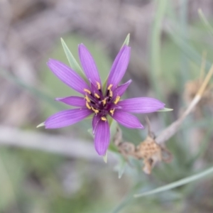 Tragopogon porrifolius subsp. porrifolius at Flynn, ACT - 12 Mar 2019