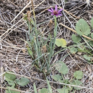 Tragopogon porrifolius subsp. porrifolius at Flynn, ACT - 12 Mar 2019