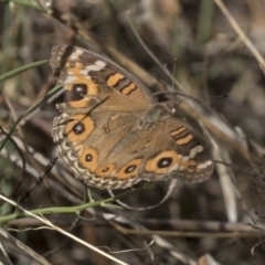 Junonia villida (Meadow Argus) at Flynn, ACT - 12 Mar 2019 by AlisonMilton