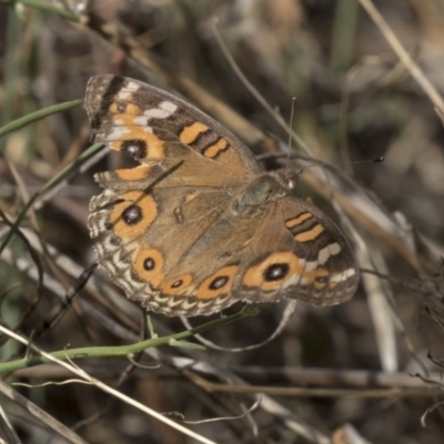 Junonia villida (Meadow Argus) at Mount Rogers - 11 Mar 2019 by AlisonMilton