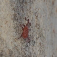 Rainbowia sp. (genus) (A mite) at Fraser, ACT - 11 Mar 2019 by AlisonMilton