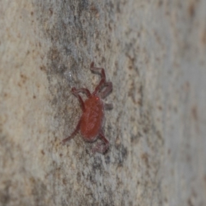 Rainbowia sp. (genus) at Fraser, ACT - 12 Mar 2019 08:58 AM