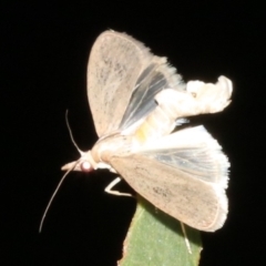 Pyraloidea (unidentified Pyraloid moth) (A Pyraloid moth (Pyraloidea)) at Guerilla Bay, NSW - 15 Mar 2019 by jb2602