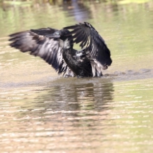 Phalacrocorax sulcirostris at Belconnen, ACT - 12 Mar 2019 01:46 PM