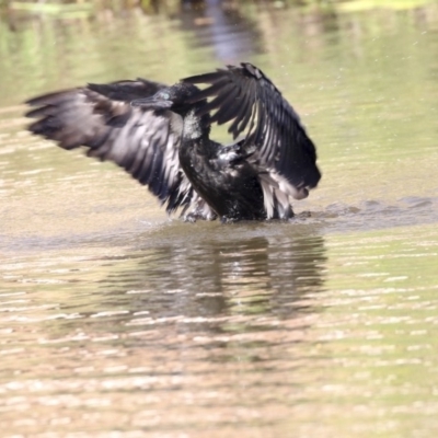 Phalacrocorax sulcirostris (Little Black Cormorant) at Lake Ginninderra - 12 Mar 2019 by Alison Milton