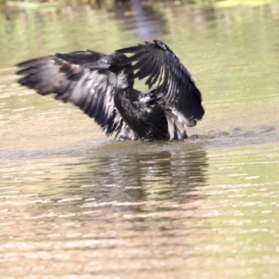 Phalacrocorax sulcirostris (Little Black Cormorant) at Belconnen, ACT - 12 Mar 2019 by AlisonMilton