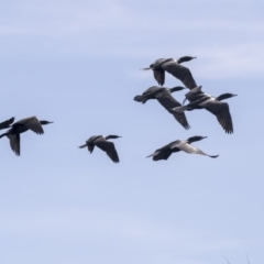 Phalacrocorax sulcirostris at Belconnen, ACT - 12 Mar 2019 01:46 PM