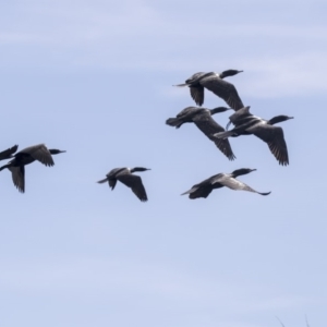 Phalacrocorax sulcirostris at Belconnen, ACT - 12 Mar 2019 01:46 PM