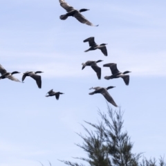 Phalacrocorax sulcirostris at Belconnen, ACT - 12 Mar 2019 01:46 PM