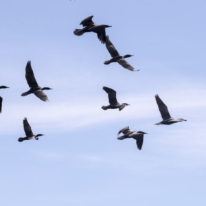 Phalacrocorax sulcirostris at Belconnen, ACT - 12 Mar 2019 01:46 PM