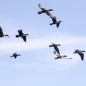 Phalacrocorax sulcirostris at Belconnen, ACT - 12 Mar 2019