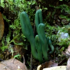 Microglossum viride (Green Earth tongue) at Box Cutting Rainforest Walk - 30 Jan 2019 by Teresa