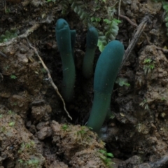 Microglossum viride at Kianga, NSW - 31 Jan 2019