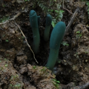 Microglossum viride at Kianga, NSW - 31 Jan 2019