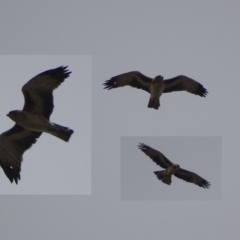 Hieraaetus morphnoides (Little Eagle) at Fyshwick, ACT - 13 Mar 2019 by roymcd