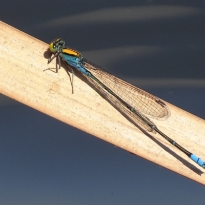 Pseudagrion aureofrons (Gold-fronted Riverdamsel) at Jerrabomberra Wetlands - 15 Mar 2019 by roymcd