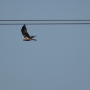 Haliastur sphenurus at Fyshwick, ACT - 12 Mar 2019