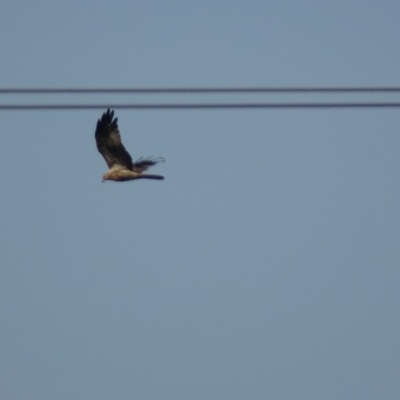Haliastur sphenurus (Whistling Kite) at Jerrabomberra Wetlands - 12 Mar 2019 by roymcd