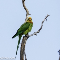 Polytelis swainsonii (Superb Parrot) at Red Hill, ACT - 16 Mar 2019 by JonSteinbeck
