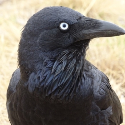 Corvus coronoides (Australian Raven) at Fyshwick, ACT - 13 Mar 2019 by roymcd