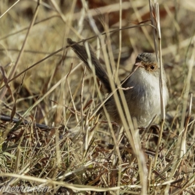 Malurus cyaneus (Superb Fairywren) at Red Hill, ACT - 16 Mar 2019 by JonSteinbeck
