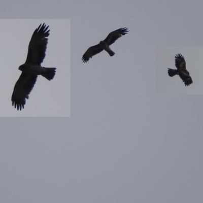 Hieraaetus morphnoides (Little Eagle) at Garran, ACT - 17 Mar 2019 by roymcd