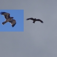 Hieraaetus morphnoides (Little Eagle) at Red Hill, ACT - 18 Mar 2019 by roymcd