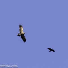 Aquila audax (Wedge-tailed Eagle) at Red Hill, ACT - 15 Mar 2019 by BIrdsinCanberra