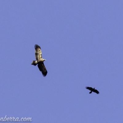 Aquila audax (Wedge-tailed Eagle) at Red Hill, ACT - 15 Mar 2019 by BIrdsinCanberra