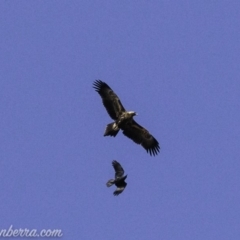 Aquila audax at Red Hill, ACT - 16 Mar 2019