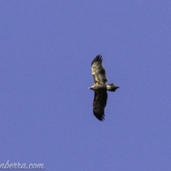 Aquila audax at Red Hill, ACT - 16 Mar 2019