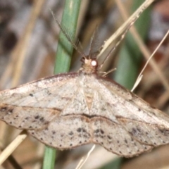 Zeuctophlebia squalidata (Forest Heath Moth) at Guerilla Bay, NSW - 15 Mar 2019 by jb2602