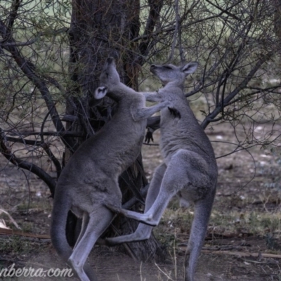 Macropus giganteus (Eastern Grey Kangaroo) at Hughes, ACT - 16 Mar 2019 by JonSteinbeck