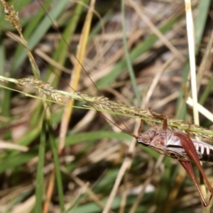 Conocephalus sp. (genus) at Guerilla Bay, NSW - 15 Mar 2019 08:00 PM