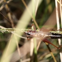 Conocephalus sp. (genus) at Guerilla Bay, NSW - 15 Mar 2019